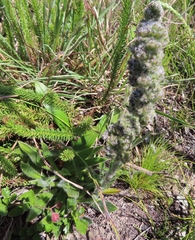 Echiostachys ecklonianus