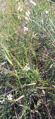 Jamesbrittenia aspalathoides