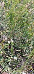 Jamesbrittenia aspalathoides