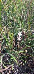 Jamesbrittenia aspalathoides