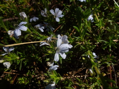 Scaevola linearis