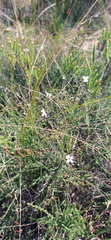 Jamesbrittenia aspalathoides
