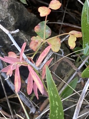 Euphorbia fragifera