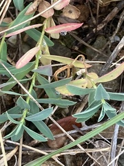 Euphorbia fragifera