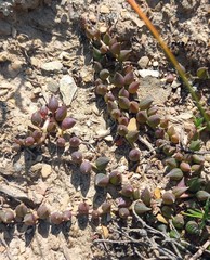 Curio radicans