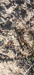 Curio radicans
