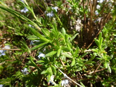Scaevola linearis