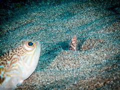 Apterichtus anguiformis