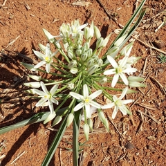 Albuca seineri