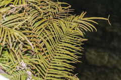 Pteris vittata