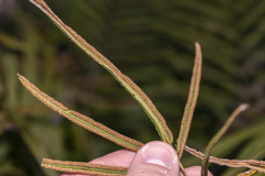 Pteris vittata