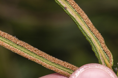 Pteris vittata