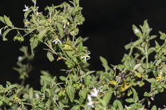 Solanum chenopodioides