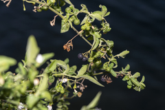 Solanum chenopodioides