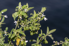 Solanum chenopodioides