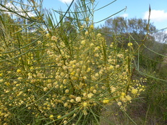 Acacia euthycarpa