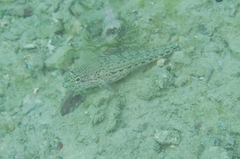 Gobius fallax