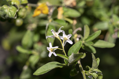 Solanum chenopodioides