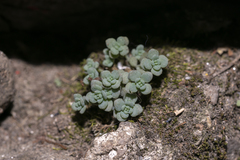 Sedum dasyphyllum