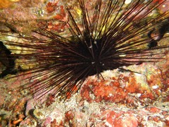Centrostephanus longispinus