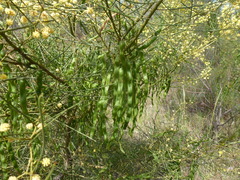 Acacia euthycarpa