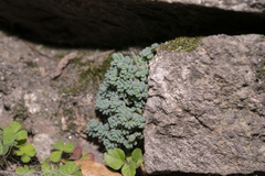Sedum dasyphyllum