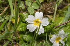 Primula vulgaris