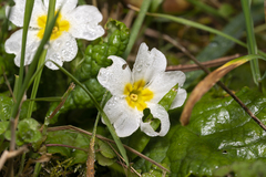 Primula vulgaris