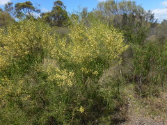 Acacia euthycarpa