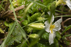 Primula vulgaris