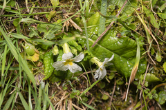 Primula vulgaris