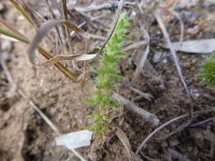 Crassula colorata