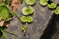 Lysimachia nummularia