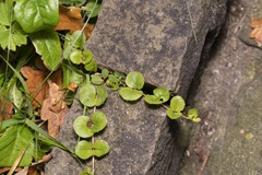 Lysimachia nummularia