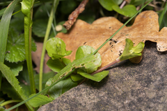 Lysimachia nummularia