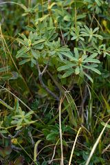 Daphne striata