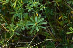 Daphne striata