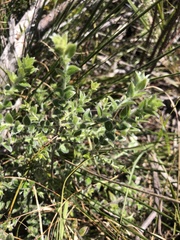 Amphithalea rostrata