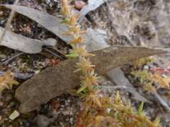 Crassula colorata