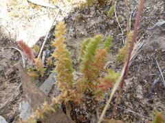 Crassula colorata