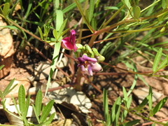 African Yam Bean (Sphenostylis angustifolia)