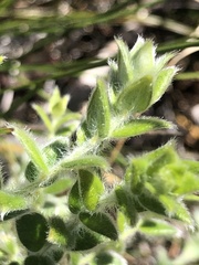 Amphithalea rostrata