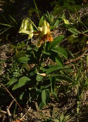 Lathyrus laevigatus occidentalis