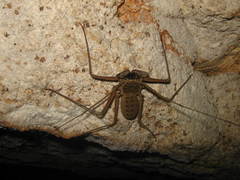 Paraphrynus chacmool