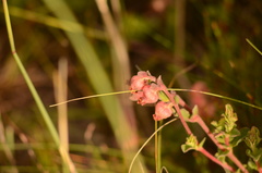 Hermannia ternifolia