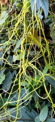 Cuscuta japonica