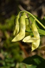 Lathyrus laevigatus occidentalis