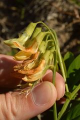 Lathyrus laevigatus occidentalis