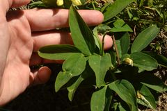Lathyrus laevigatus occidentalis