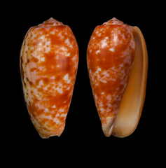 Conus bullatus
